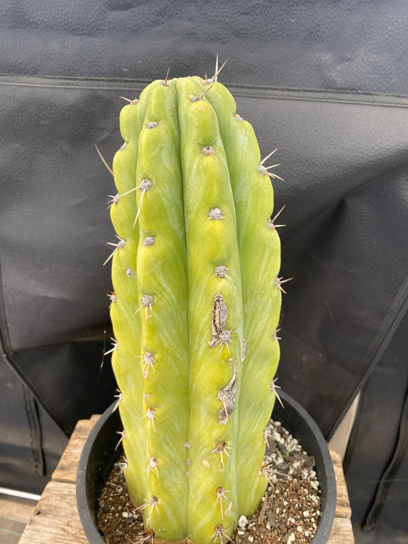 #EC284 EXACT Trichocereus Cactus 12"-Cactus - Large - Exact-The Succulent Source