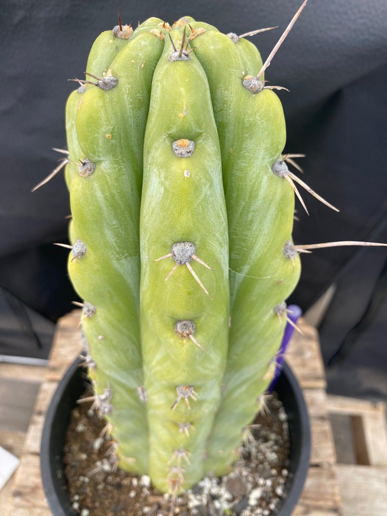 #EC284 EXACT Trichocereus Cactus 12"-Cactus - Large - Exact-The Succulent Source