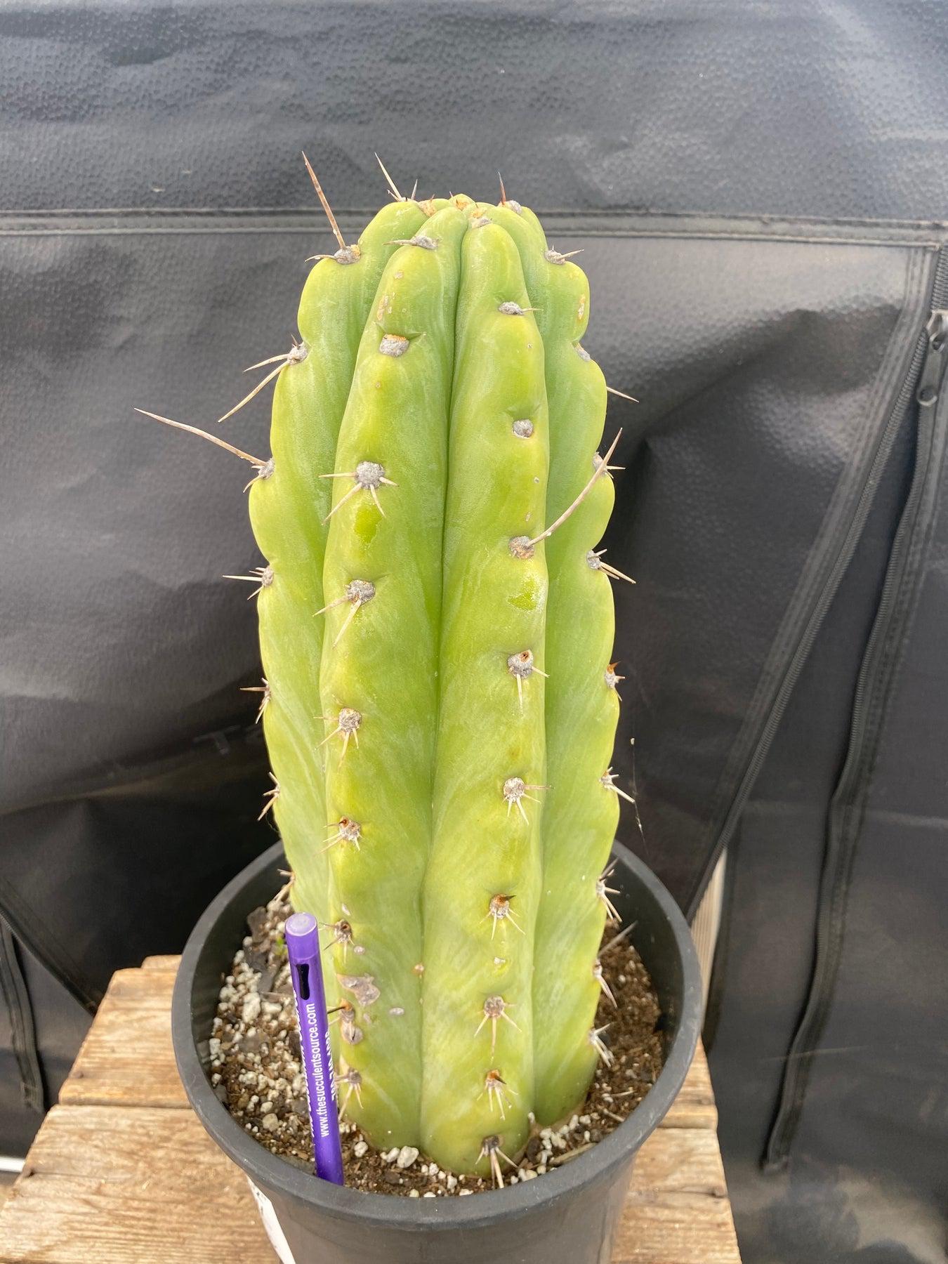 #EC284 EXACT Trichocereus Cactus 12"-Cactus - Large - Exact-The Succulent Source