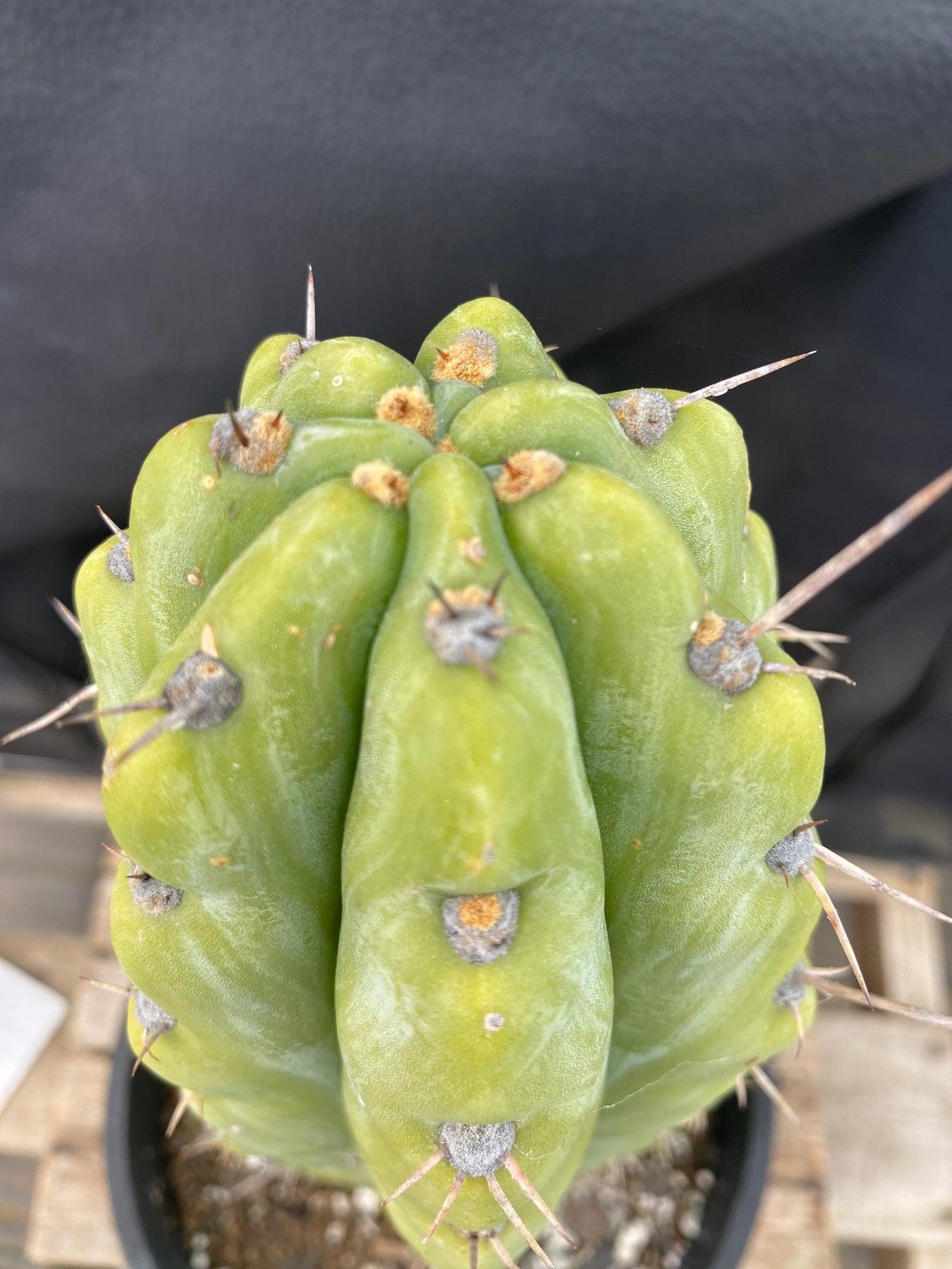 #EC284 EXACT Trichocereus Cactus 12"-Cactus - Large - Exact-The Succulent Source