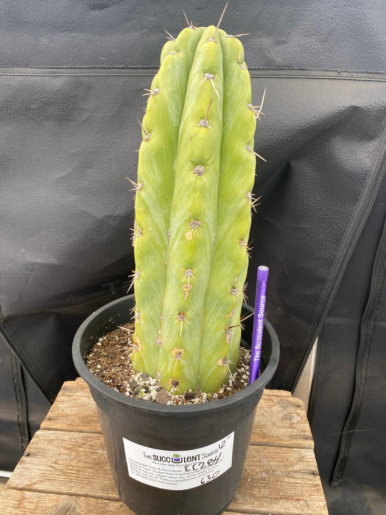 EC284 EXACT Cordo Brighton X Scopulicola Kristy Cactus 13.5”