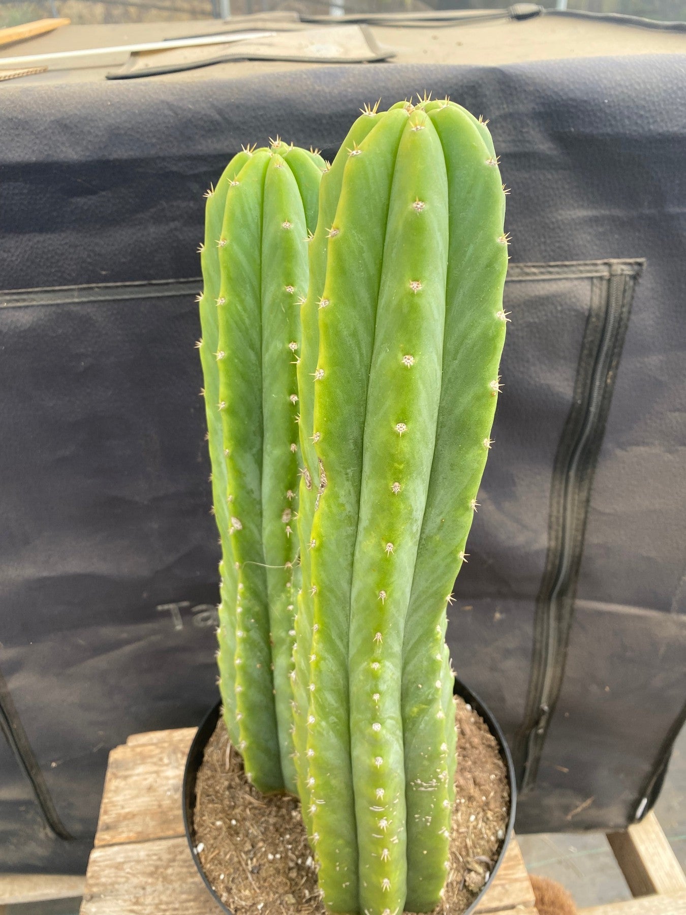 #EC285 EXACT Trichocereus Pachanoi "PC" Cactus 14.5 15.5”-Cactus - Large - Exact-The Succulent Source