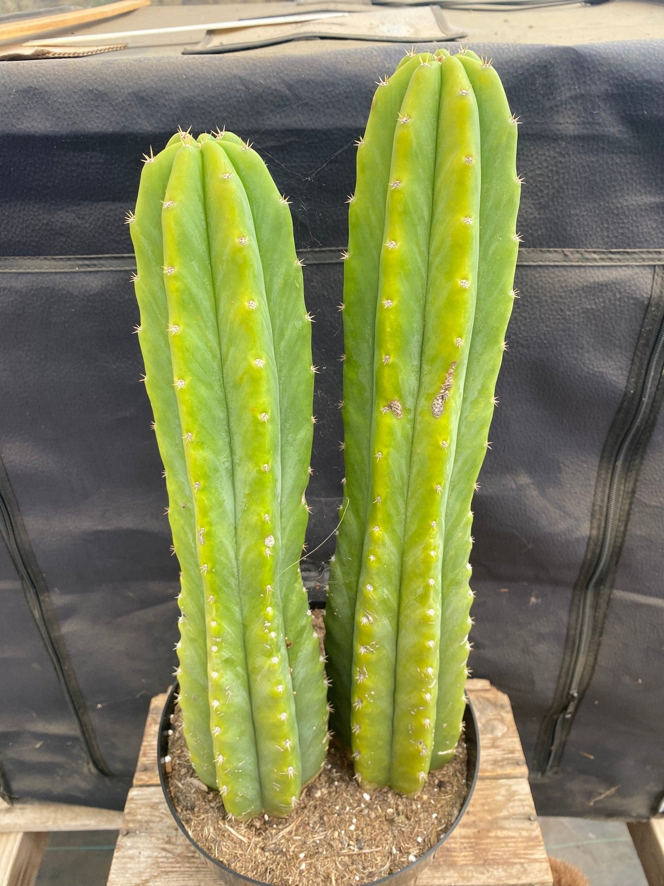 #EC285 EXACT Trichocereus Pachanoi "PC" Cactus 14.5 15.5”-Cactus - Large - Exact-The Succulent Source