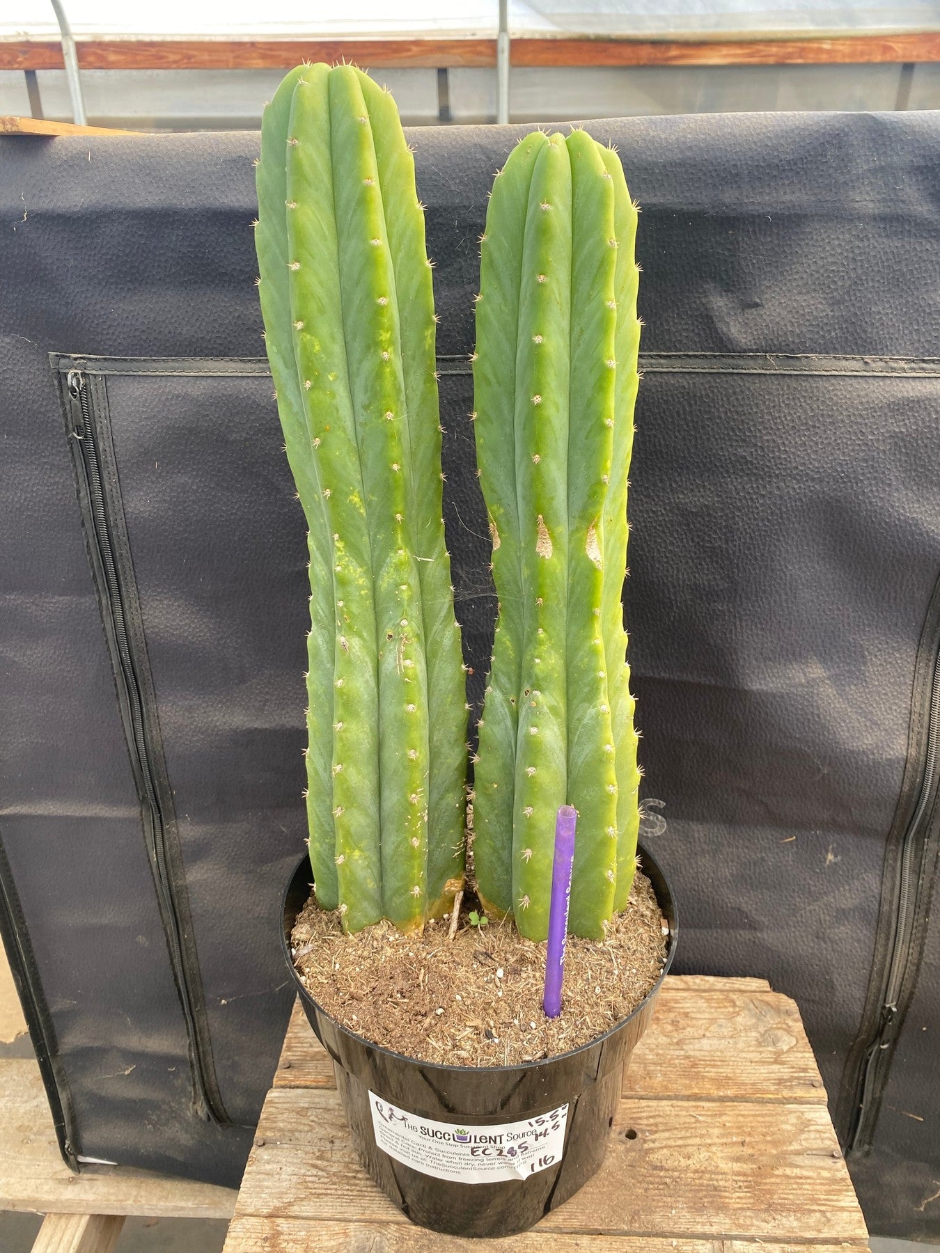 #EC285 EXACT Trichocereus Pachanoi "PC" Cactus 14.5 15.5”-Cactus - Large - Exact-The Succulent Source