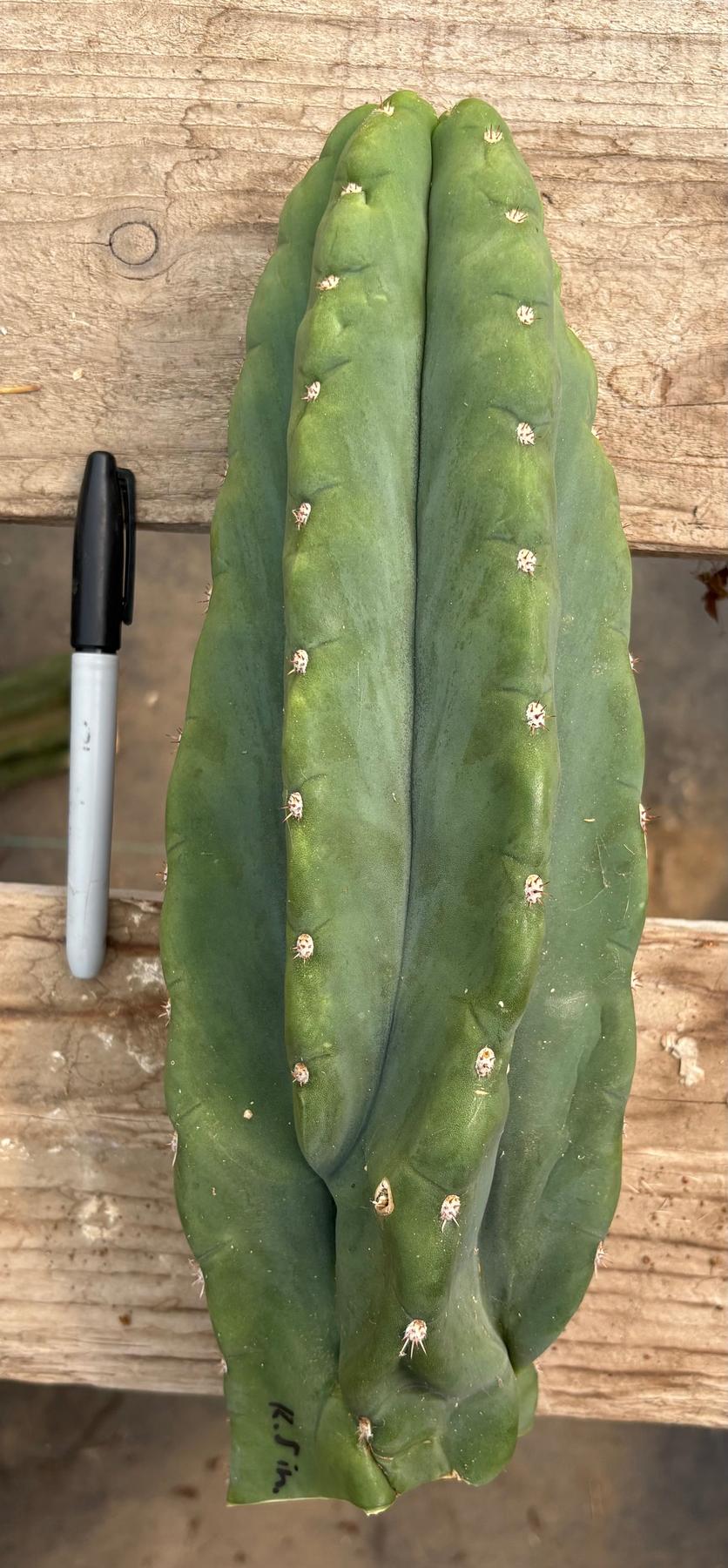 #EC286 Beau’s Exact Trichocereus Cactus Cuttings Page-Cactus - Large - Exact-The Succulent Source