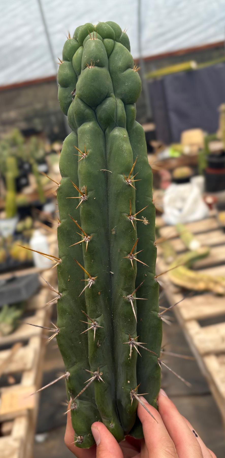 #EC286 Beau’s Exact Trichocereus Cactus Cuttings Page-Cactus - Large - Exact-The Succulent Source