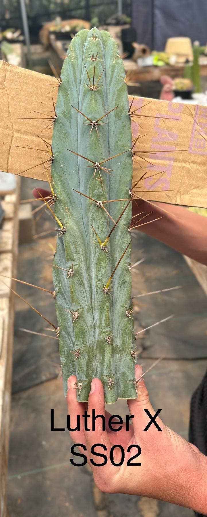 #EC286 Beau’s Exact Trichocereus Cactus Cuttings Page-Cactus - Large - Exact-The Succulent Source