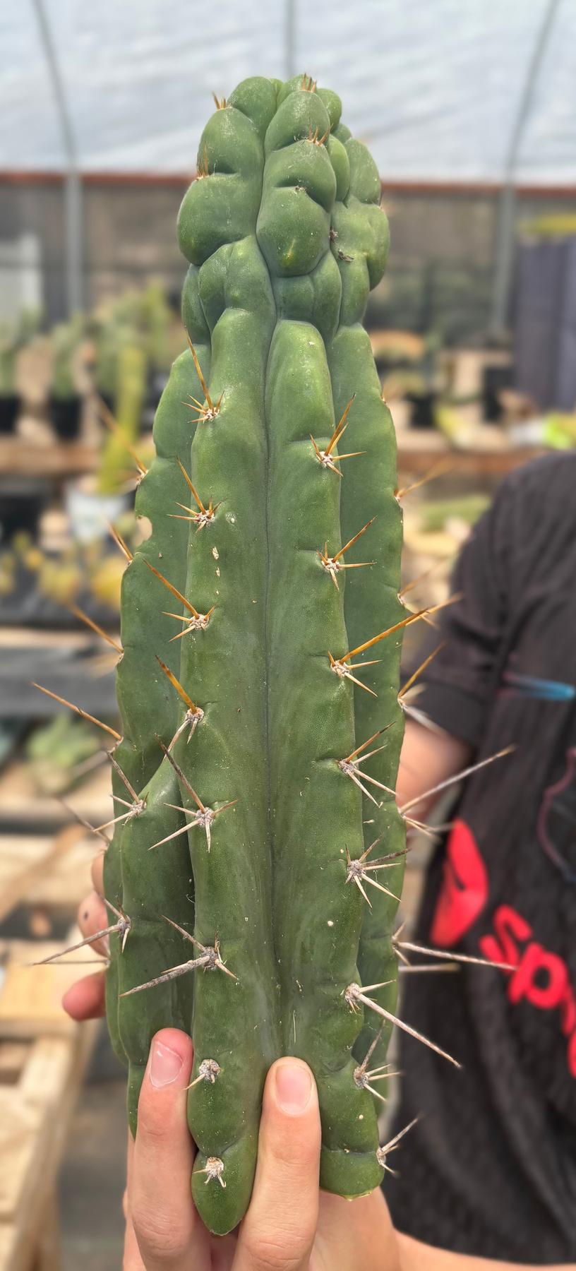 #EC286 Beau’s Exact Trichocereus Cactus Cuttings Page-Cactus - Large - Exact-The Succulent Source