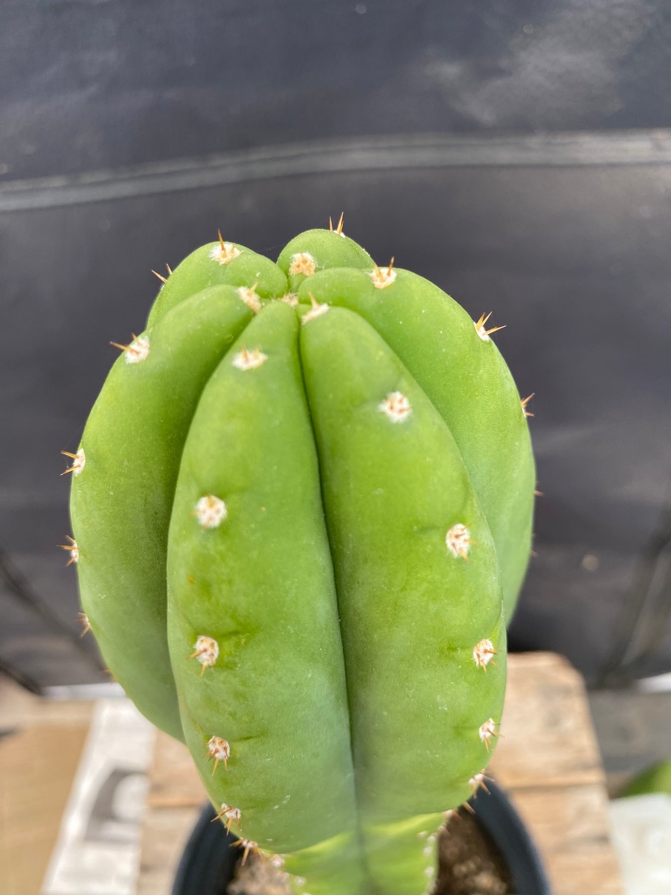 #EC286 EXACT Trichocereus Hybrid Malo4 X HZ Cactus 14.5"-Cactus - Large - Exact-The Succulent Source