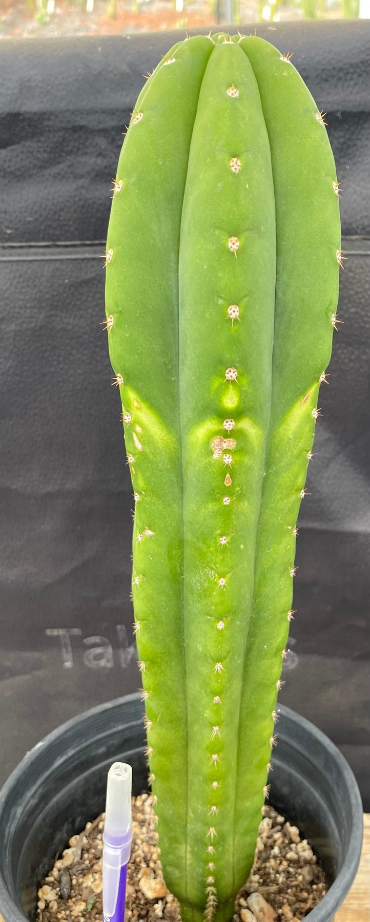 #EC286 EXACT Trichocereus Hybrid Malo4 X HZ Cactus 14.5"-Cactus - Large - Exact-The Succulent Source