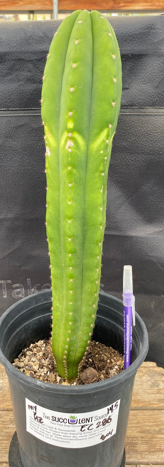 #EC286 EXACT Trichocereus Hybrid Malo4 X HZ Cactus 14.5"-Cactus - Large - Exact-The Succulent Source