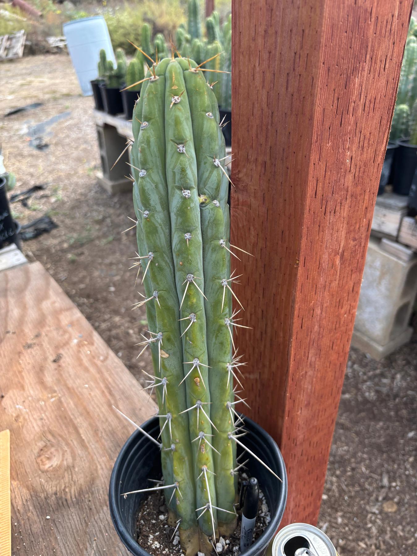 #EC287 “A” EXACT Trichocereus Peruvianus TSSBP Peru Cactus 16.5”-Cactus - Large - Exact-The Succulent Source