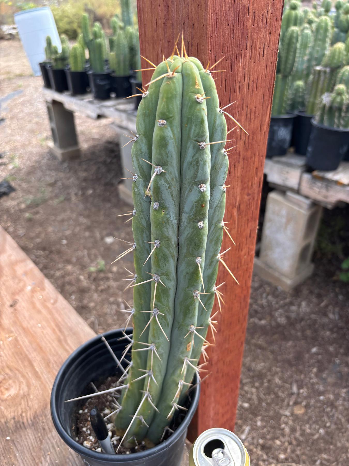 #EC287 “A” EXACT Trichocereus Peruvianus TSSBP Peru Cactus 16.5”-Cactus - Large - Exact-The Succulent Source