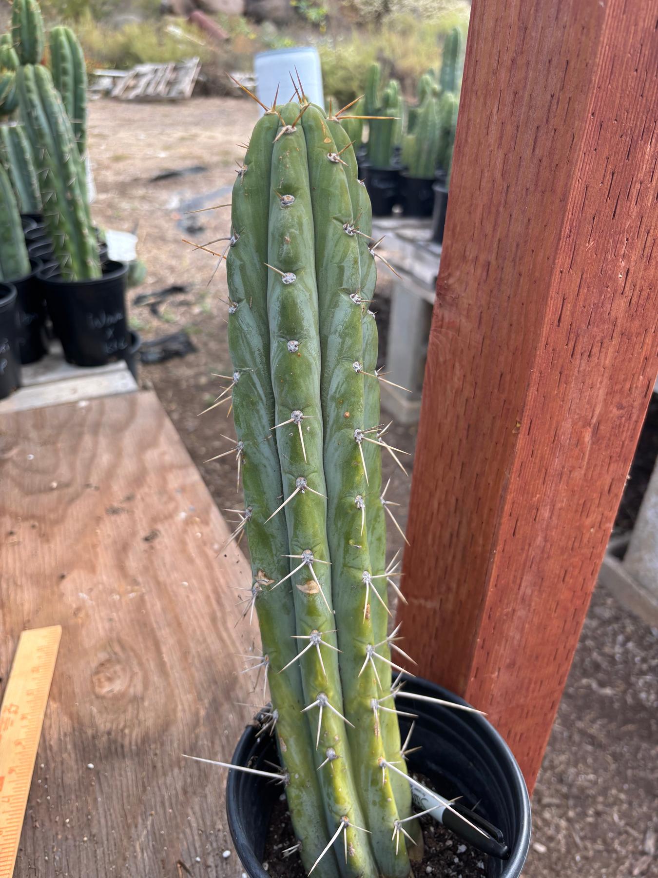 #EC287 “A” EXACT Trichocereus Peruvianus TSSBP Peru Cactus 16.5”-Cactus - Large - Exact-The Succulent Source