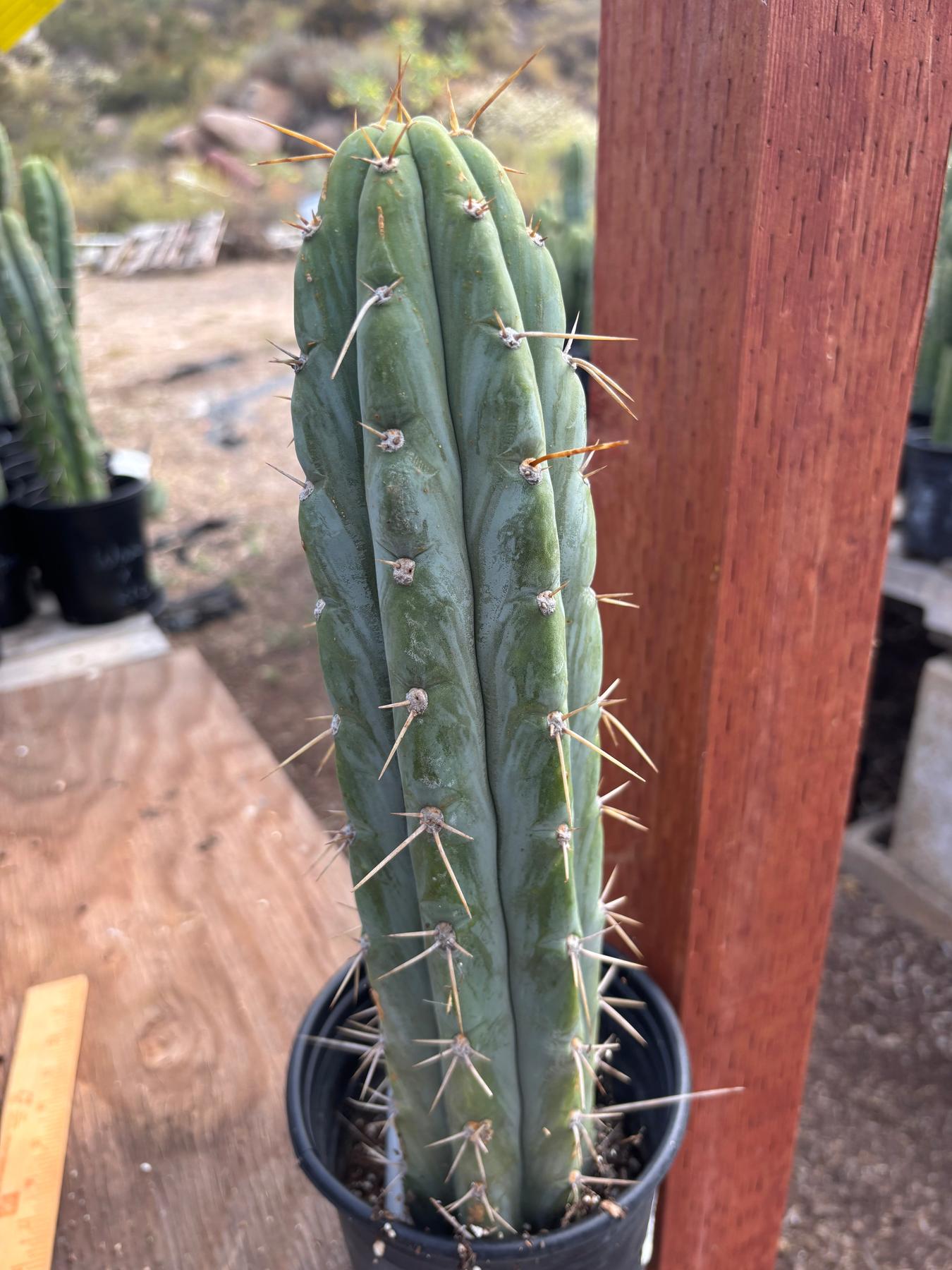#EC287 “A” EXACT Trichocereus Peruvianus TSSBP Peru Cactus 16.5”-Cactus - Large - Exact-The Succulent Source