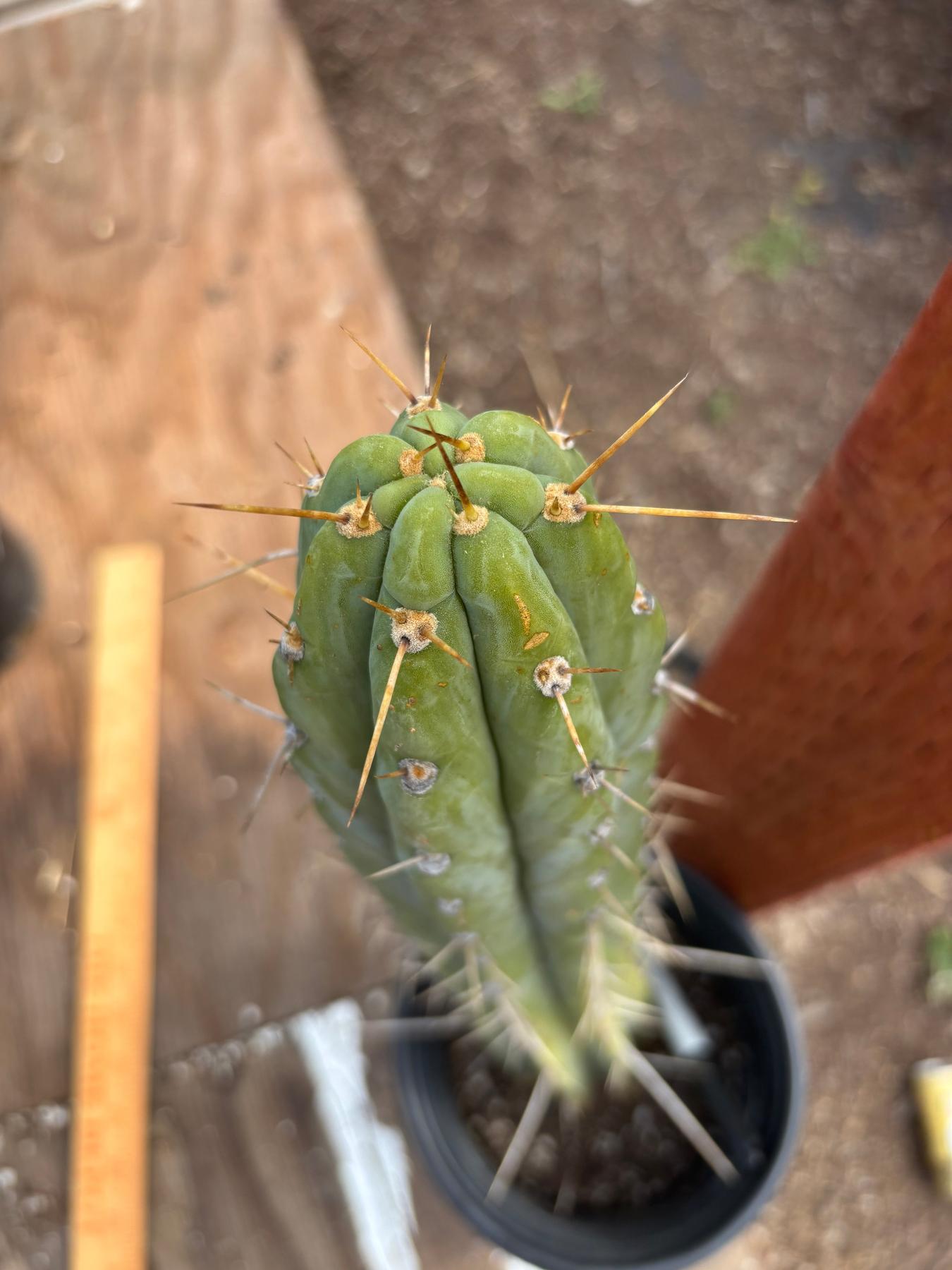 #EC287 “A” EXACT Trichocereus Peruvianus TSSBP Peru Cactus 16.5”-Cactus - Large - Exact-The Succulent Source