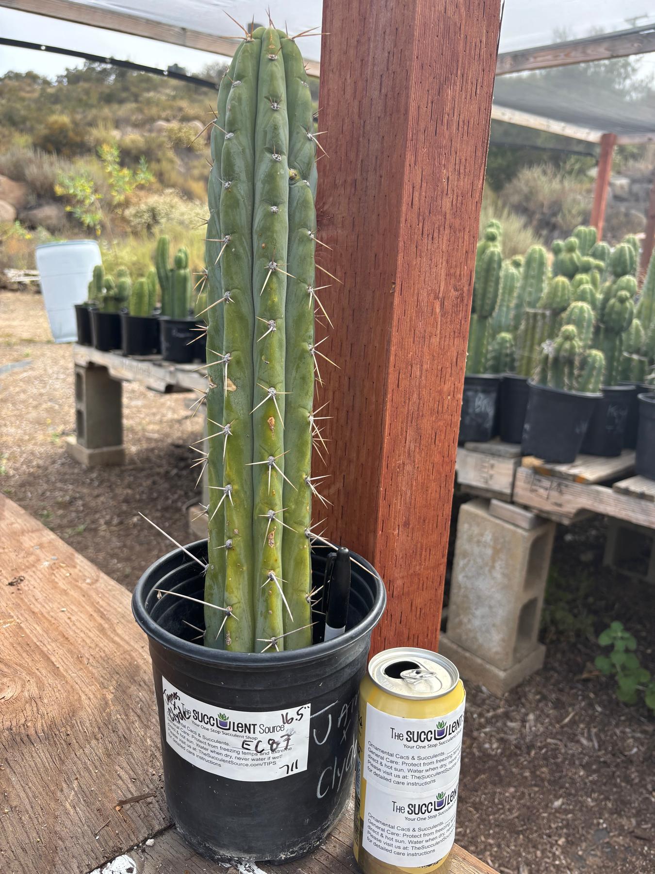 #EC287 “A” EXACT Trichocereus Peruvianus TSSBP Peru Cactus 16.5”-Cactus - Large - Exact-The Succulent Source