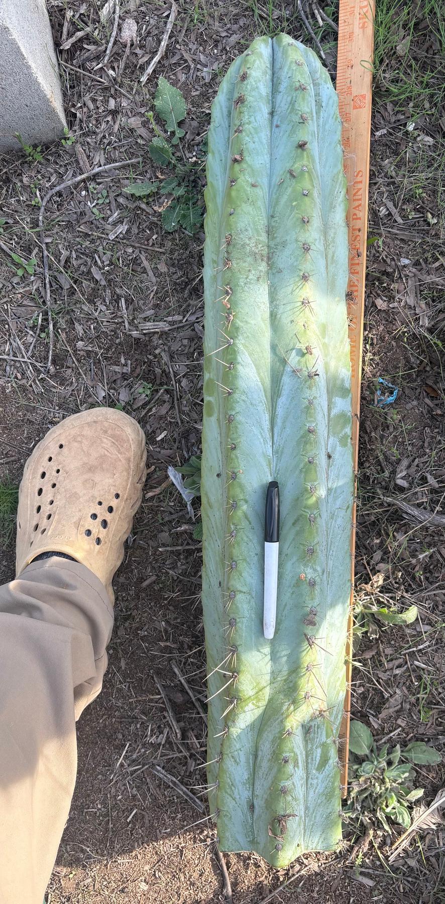 #EC287 EXACT Giant Trichocereus Peruvianus TSSBP Peru Cactus 30”+Cutting-Cactus - Large - Exact-The Succulent Source