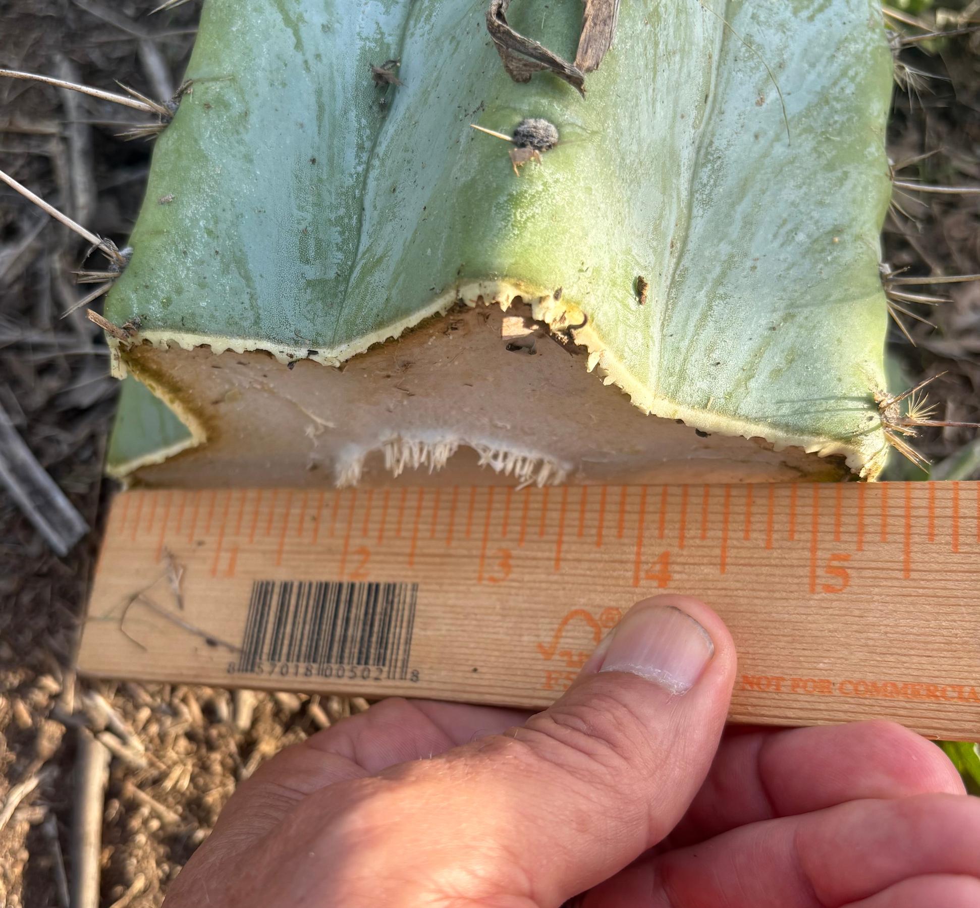 #EC287 EXACT Giant Trichocereus Peruvianus TSSBP Peru Cactus 30”+Cutting-Cactus - Large - Exact-The Succulent Source