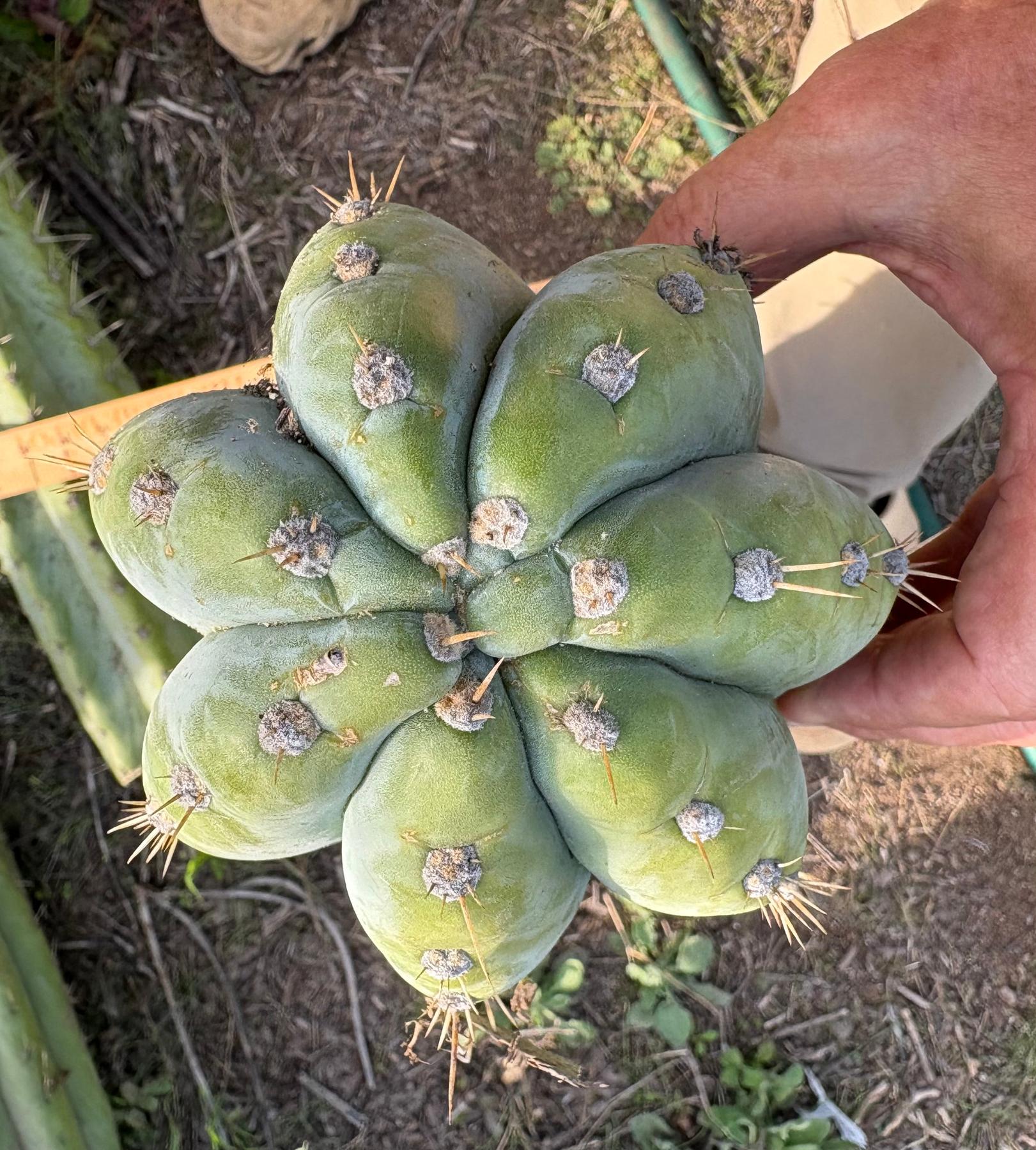 #EC287 EXACT Giant Trichocereus Peruvianus TSSBP Peru Cactus 30”+Cutting-Cactus - Large - Exact-The Succulent Source