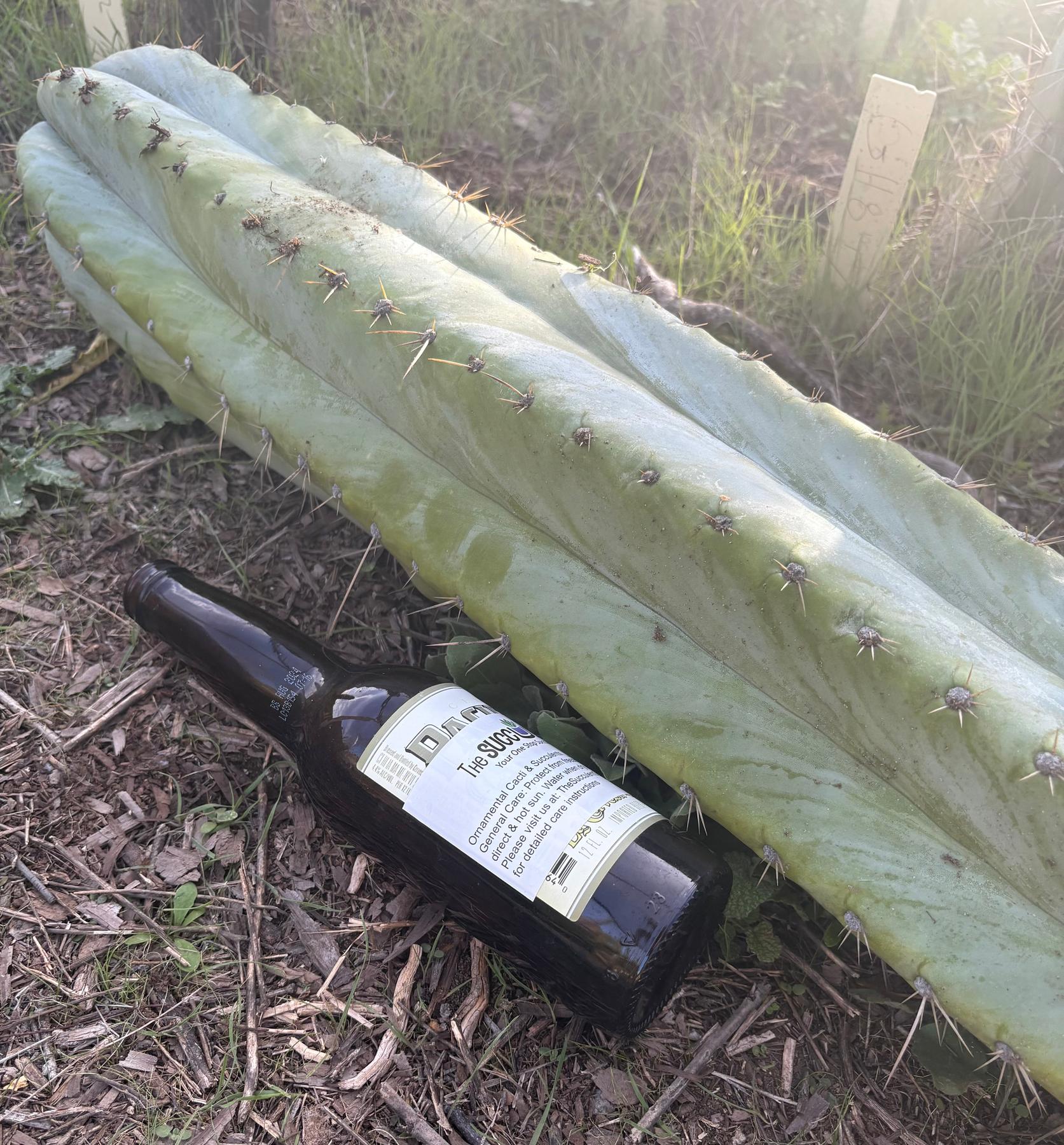 #EC287 EXACT Giant Trichocereus Peruvianus TSSBP Peru Cactus 30”+Cutting-Cactus - Large - Exact-The Succulent Source