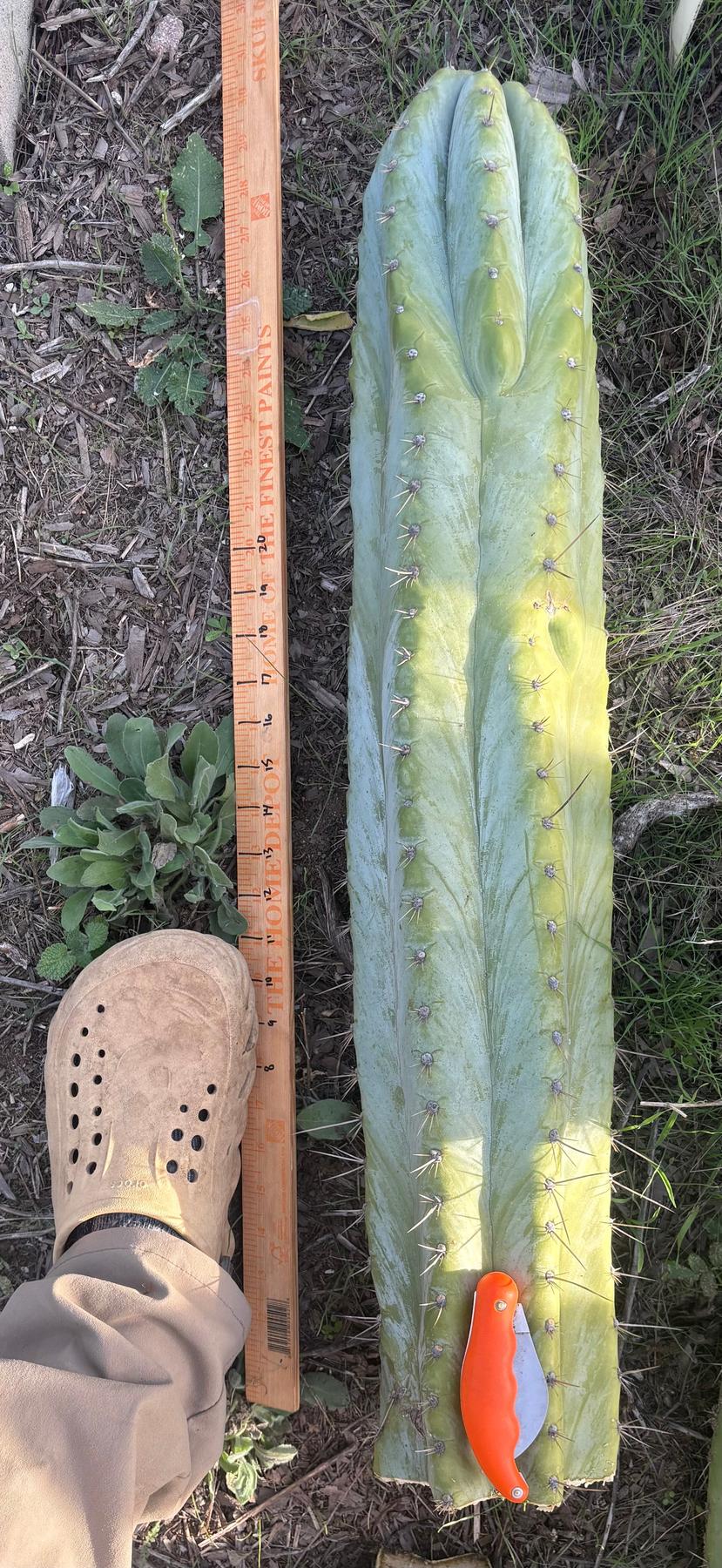 #EC287 EXACT Giant Trichocereus Peruvianus TSSBP Peru Cactus 30”+Cutting-Cactus - Large - Exact-The Succulent Source