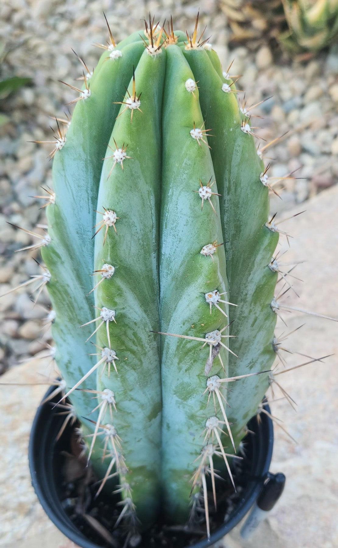 #EC287 EXACT Trichocereus Peruvianus TSSBP Peru Cactus 13"-Cactus - Large - Exact-The Succulent Source