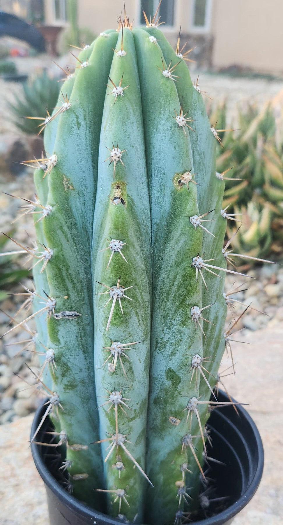 #EC287 EXACT Trichocereus Peruvianus TSSBP Peru Cactus 13"-Cactus - Large - Exact-The Succulent Source