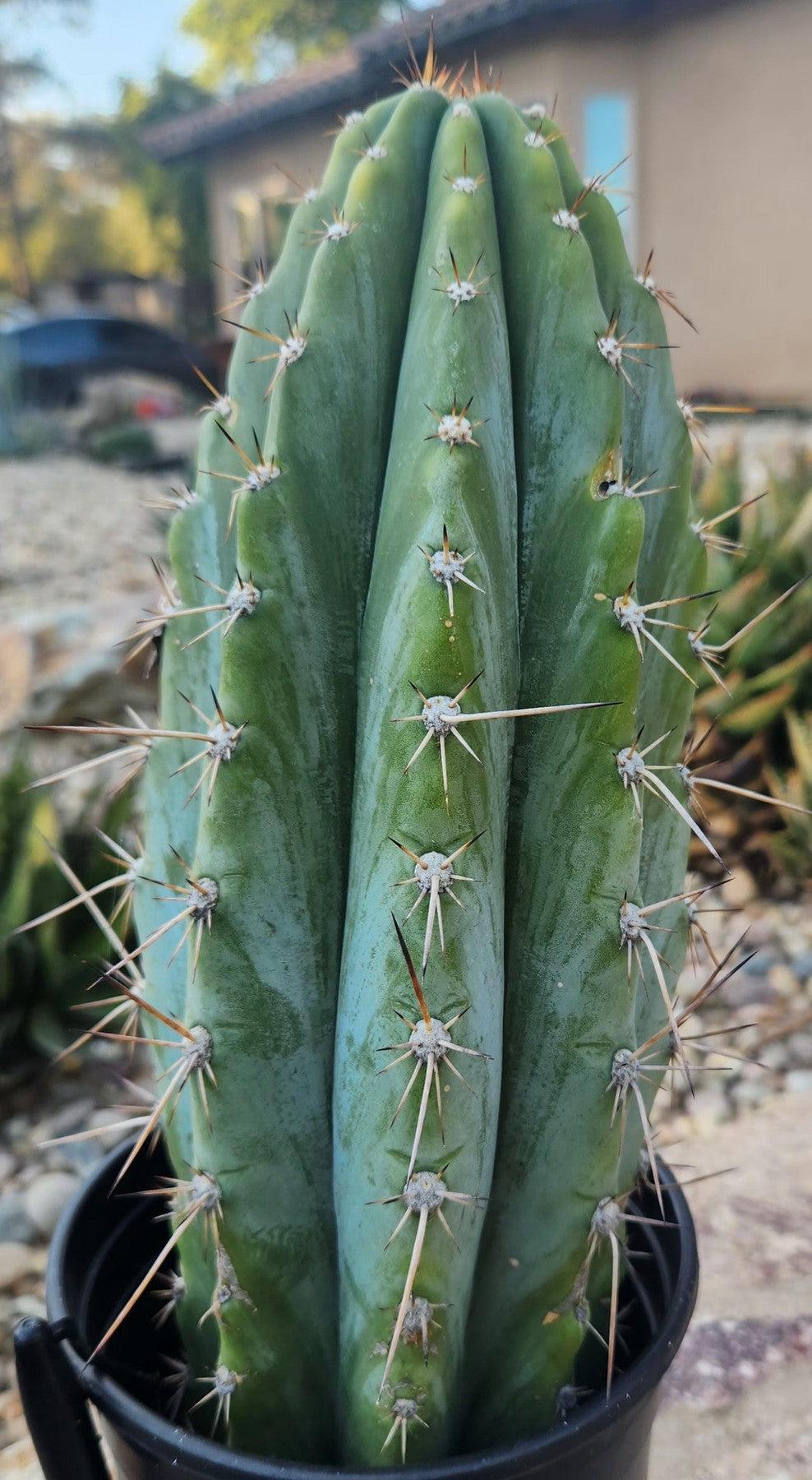 #EC287 EXACT Trichocereus Peruvianus TSSBP Peru Cactus 13"-Cactus - Large - Exact-The Succulent Source