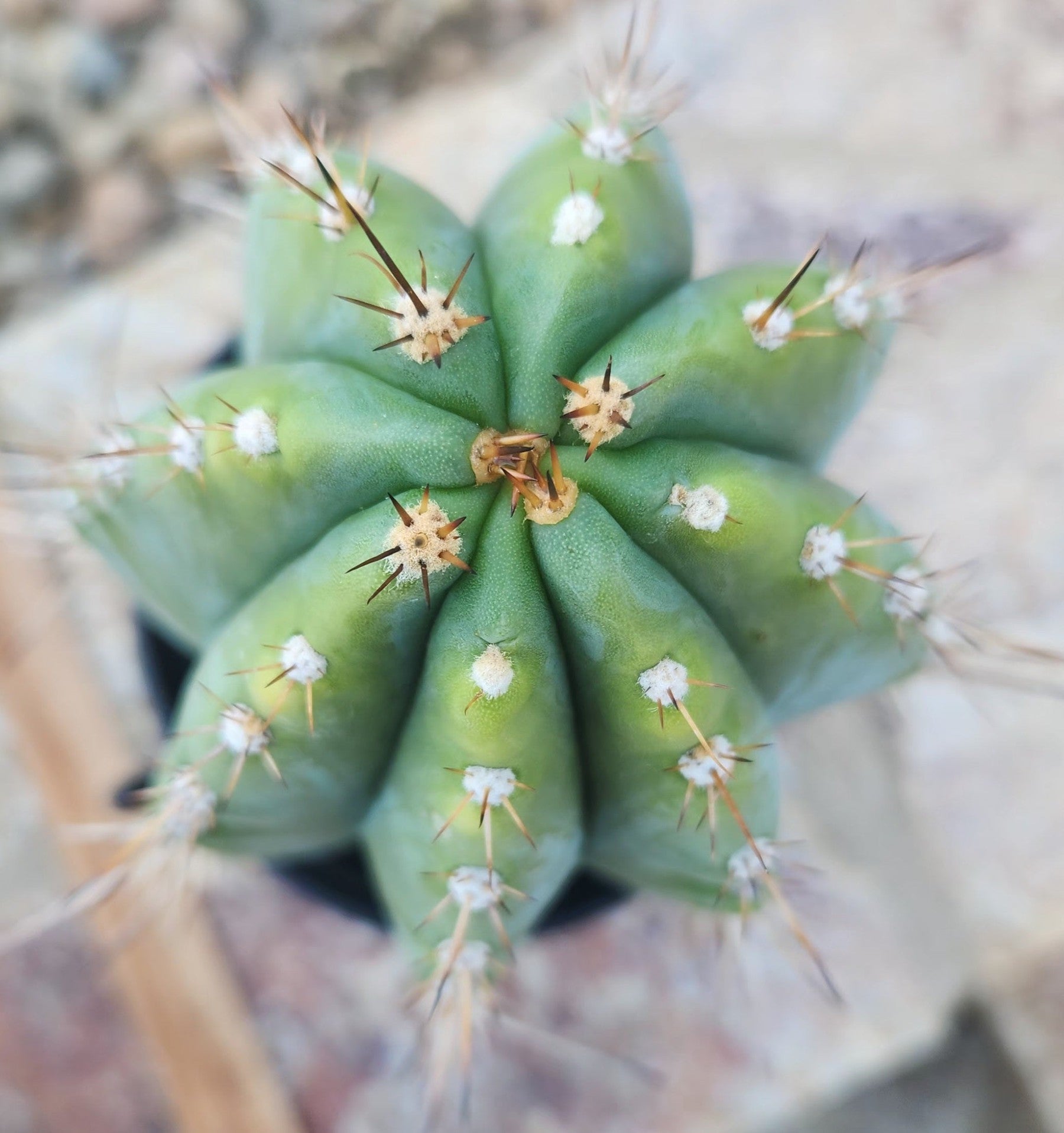 #EC287 EXACT Trichocereus Peruvianus TSSBP Peru Cactus 13"-Cactus - Large - Exact-The Succulent Source