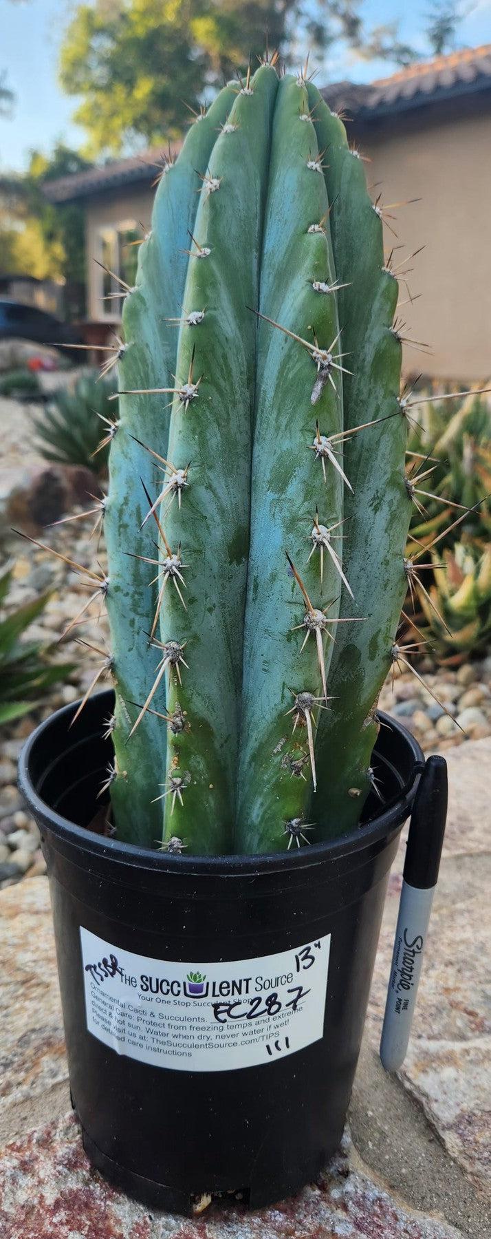 #EC287 EXACT Trichocereus Peruvianus TSSBP Peru Cactus 13"-Cactus - Large - Exact-The Succulent Source