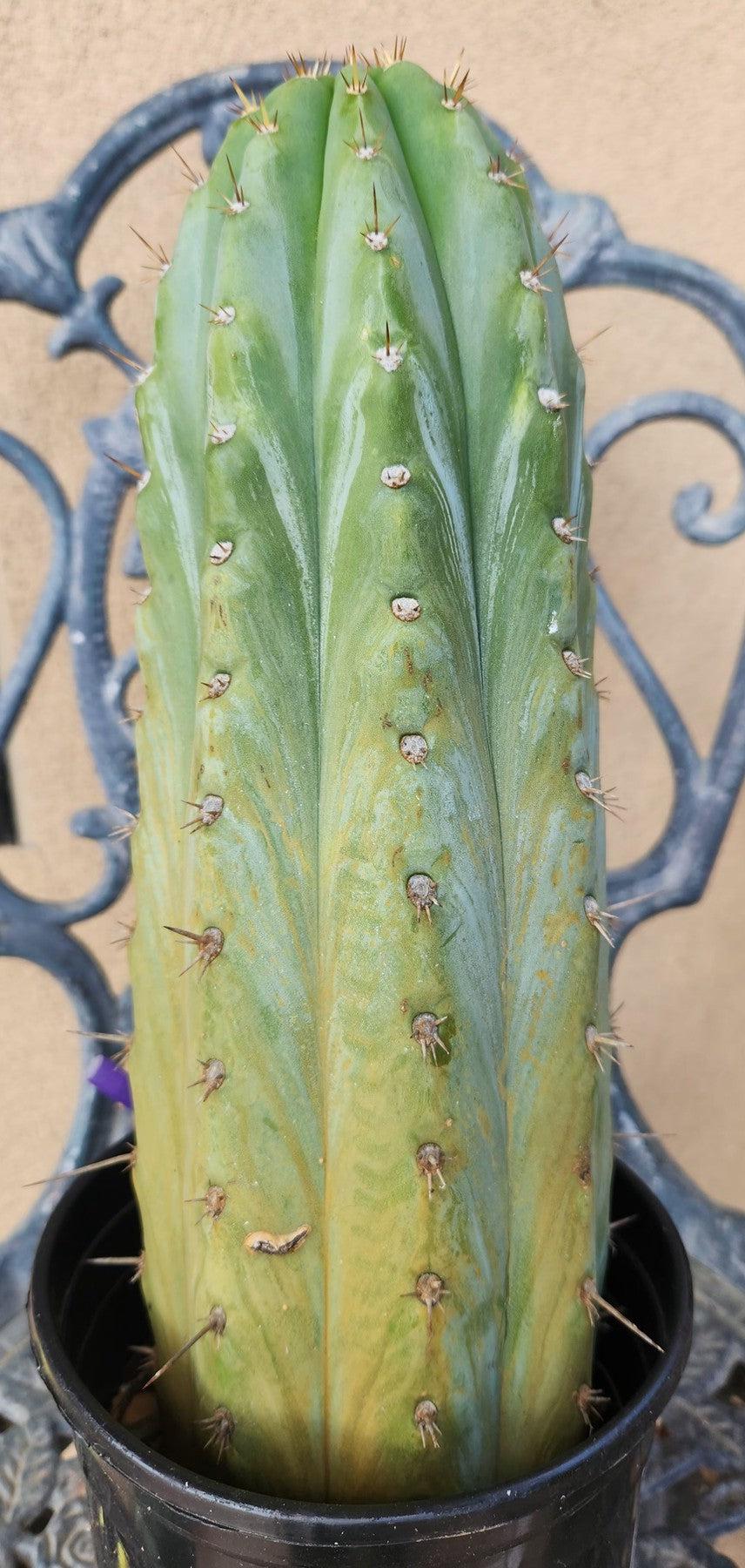 #EC287 EXACT Trichocereus Peruvianus TSSBP Peru Cactus 13.5"-Cactus - Large - Exact-The Succulent Source