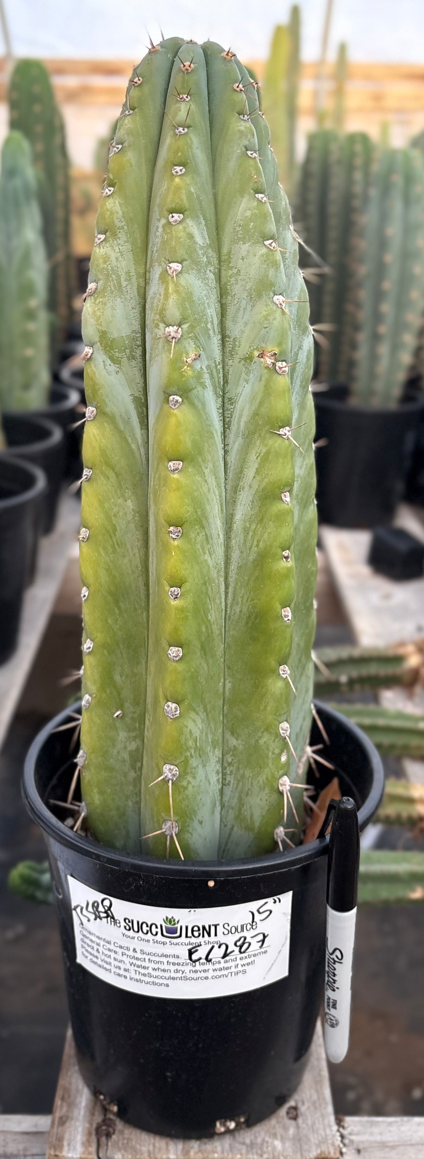 #EC287 EXACT Trichocereus Peruvianus TSSBP Peru Cactus 15”-Cactus - Large - Exact-The Succulent Source