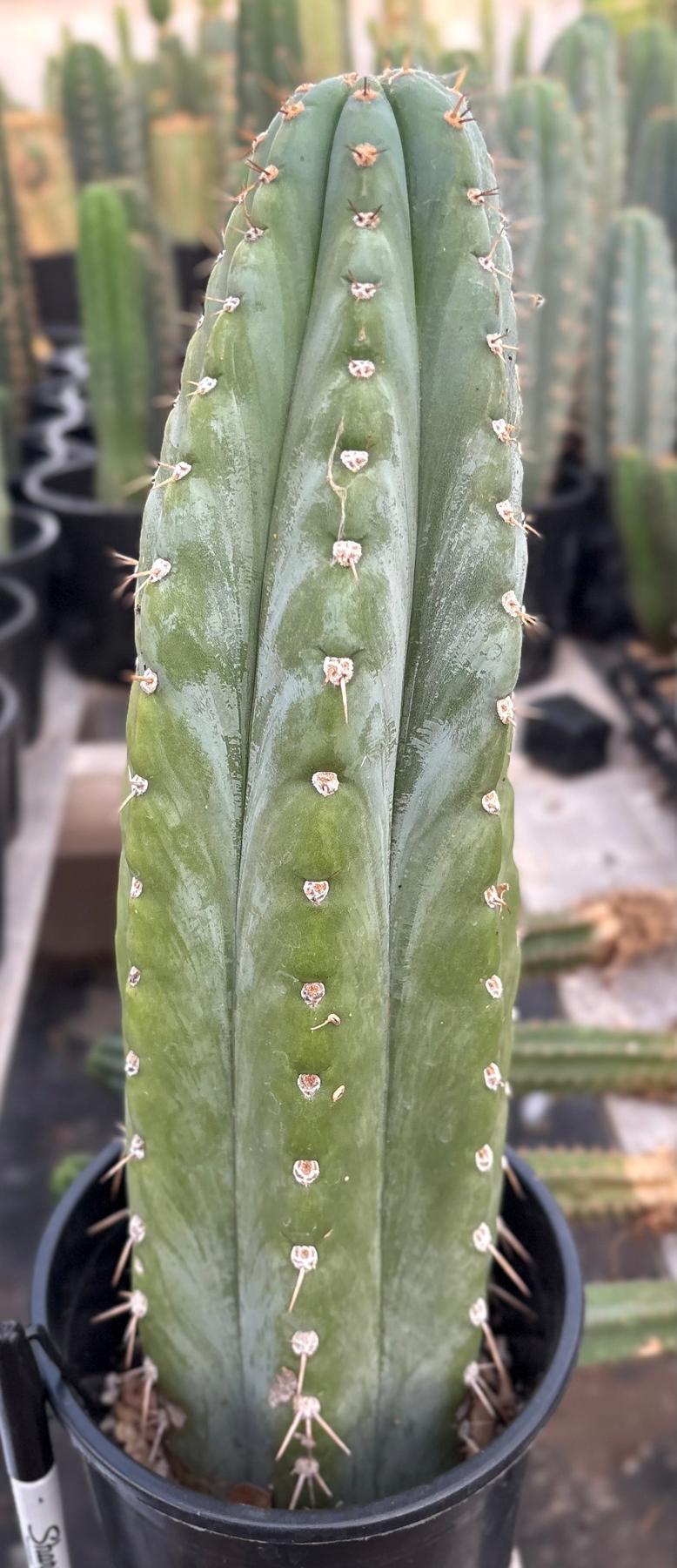#EC287 EXACT Trichocereus Peruvianus TSSBP Peru Cactus 15”-Cactus - Large - Exact-The Succulent Source