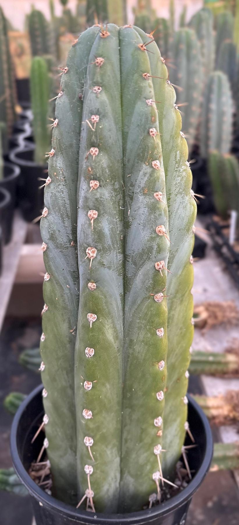 #EC287 EXACT Trichocereus Peruvianus TSSBP Peru Cactus 15”-Cactus - Large - Exact-The Succulent Source