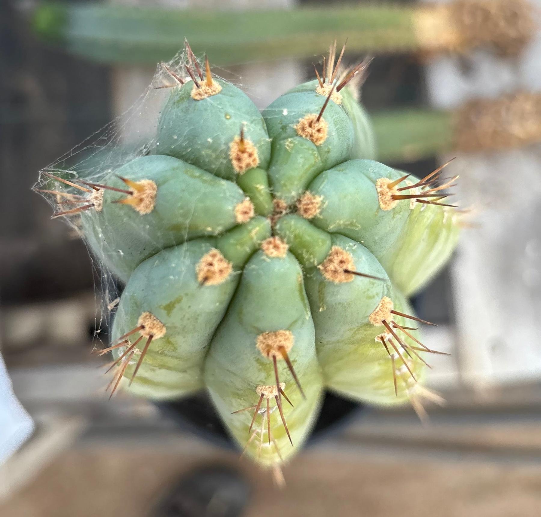 #EC287 EXACT Trichocereus Peruvianus TSSBP Peru Cactus 15”-Cactus - Large - Exact-The Succulent Source