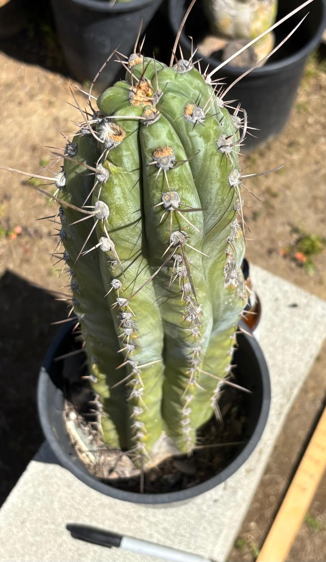 #EC287 EXACT Trichocereus Peruvianus TSSBP Peru Cactus 18”