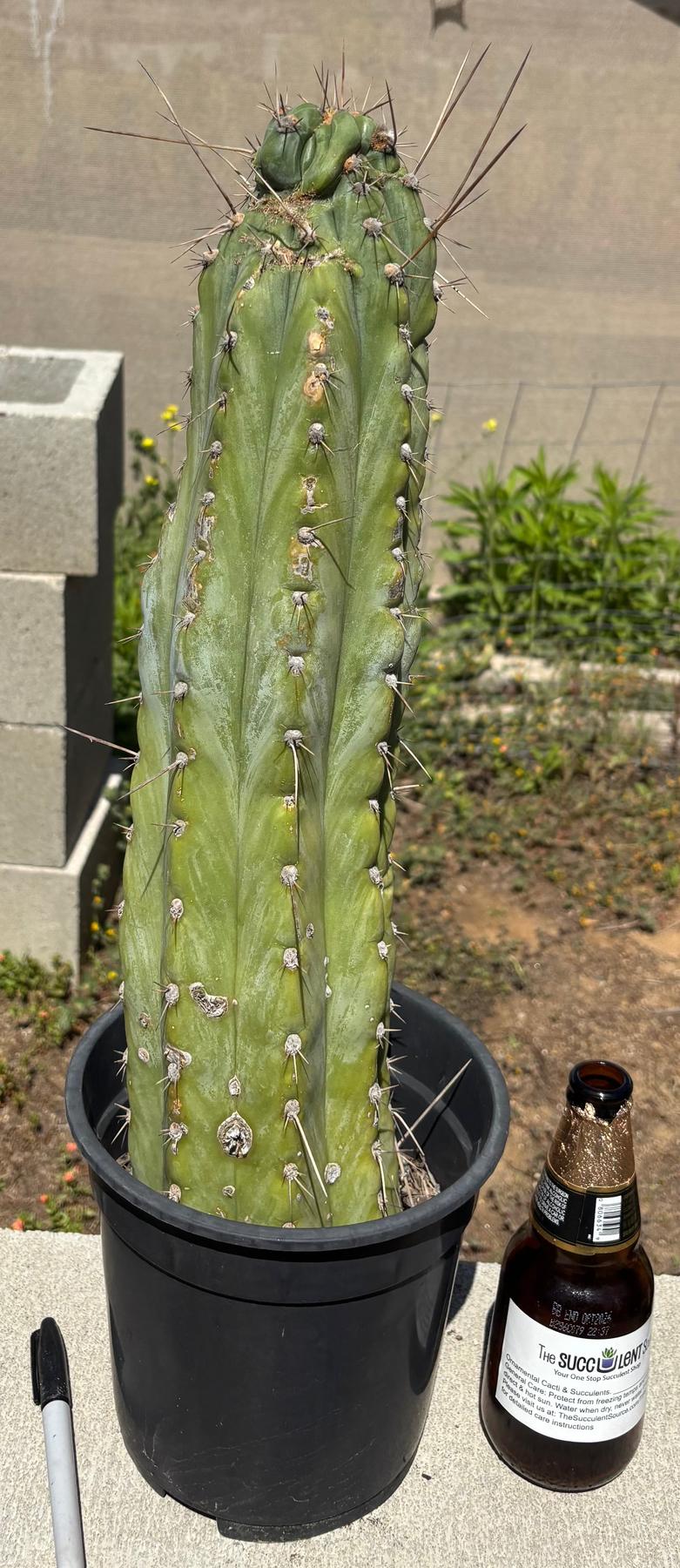 #EC287 EXACT Trichocereus Peruvianus TSSBP Peru Cactus 18”