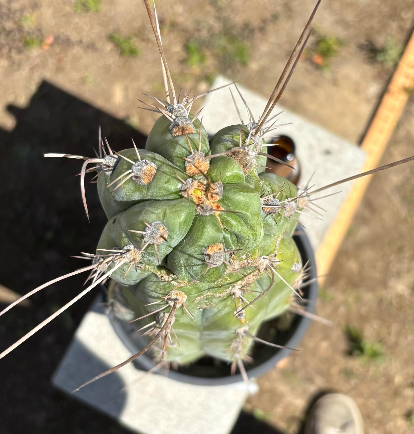 #EC287 EXACT Trichocereus Peruvianus TSSBP Peru Cactus 18”
