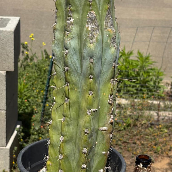 San Pedro Cactus for Sale Trichocereus