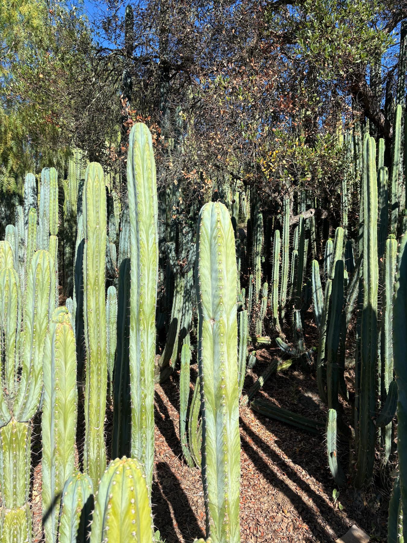 #EC287 EXACT Trichocereus Peruvianus TSSBP Peru Cactus Giant 4’ CUTTING 48”-Cactus - Large - Exact-The Succulent Source