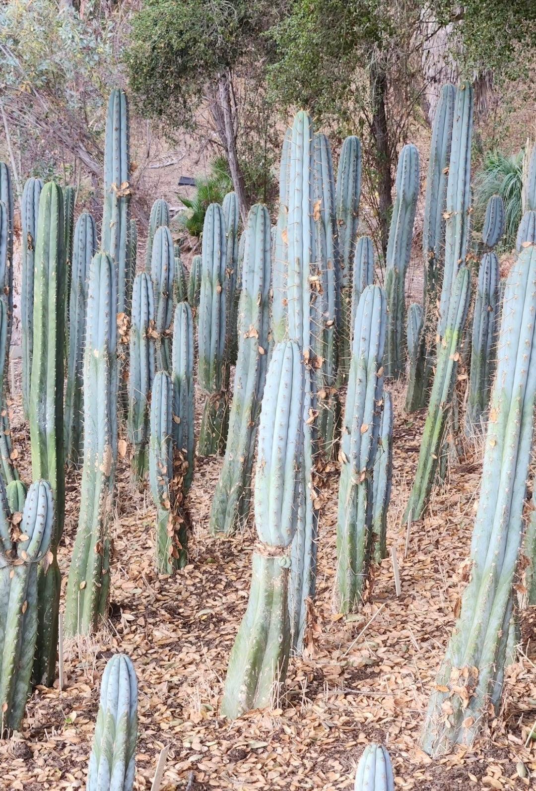 #EC287 EXACT Trichocereus Peruvianus TSSBP Peru Cactus 15”-Cactus - Large - Exact-The Succulent Source