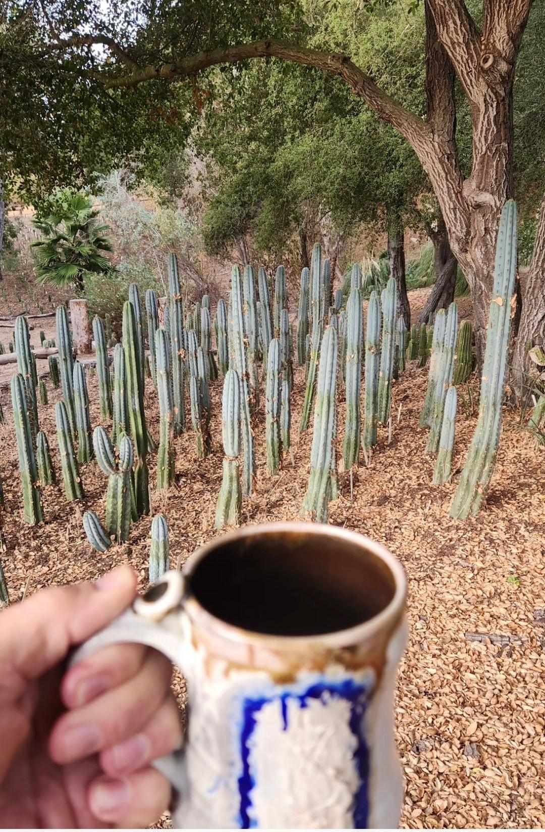 #EC287 EXACT Trichocereus Peruvianus TSSBP Peru Cactus 15”-Cactus - Large - Exact-The Succulent Source