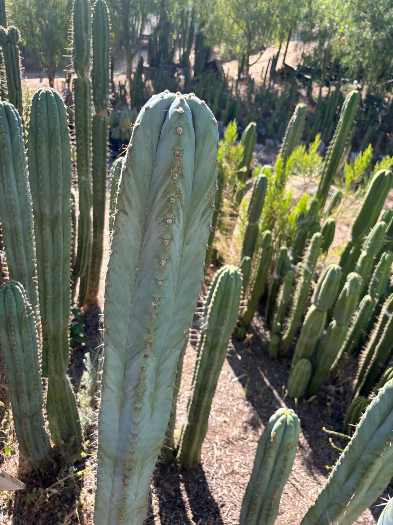 #EC287 EXACT Trichocereus Peruvianus TSSBP Peru Cactus Giant 4’ CUTTING 48”-Cactus - Large - Exact-The Succulent Source