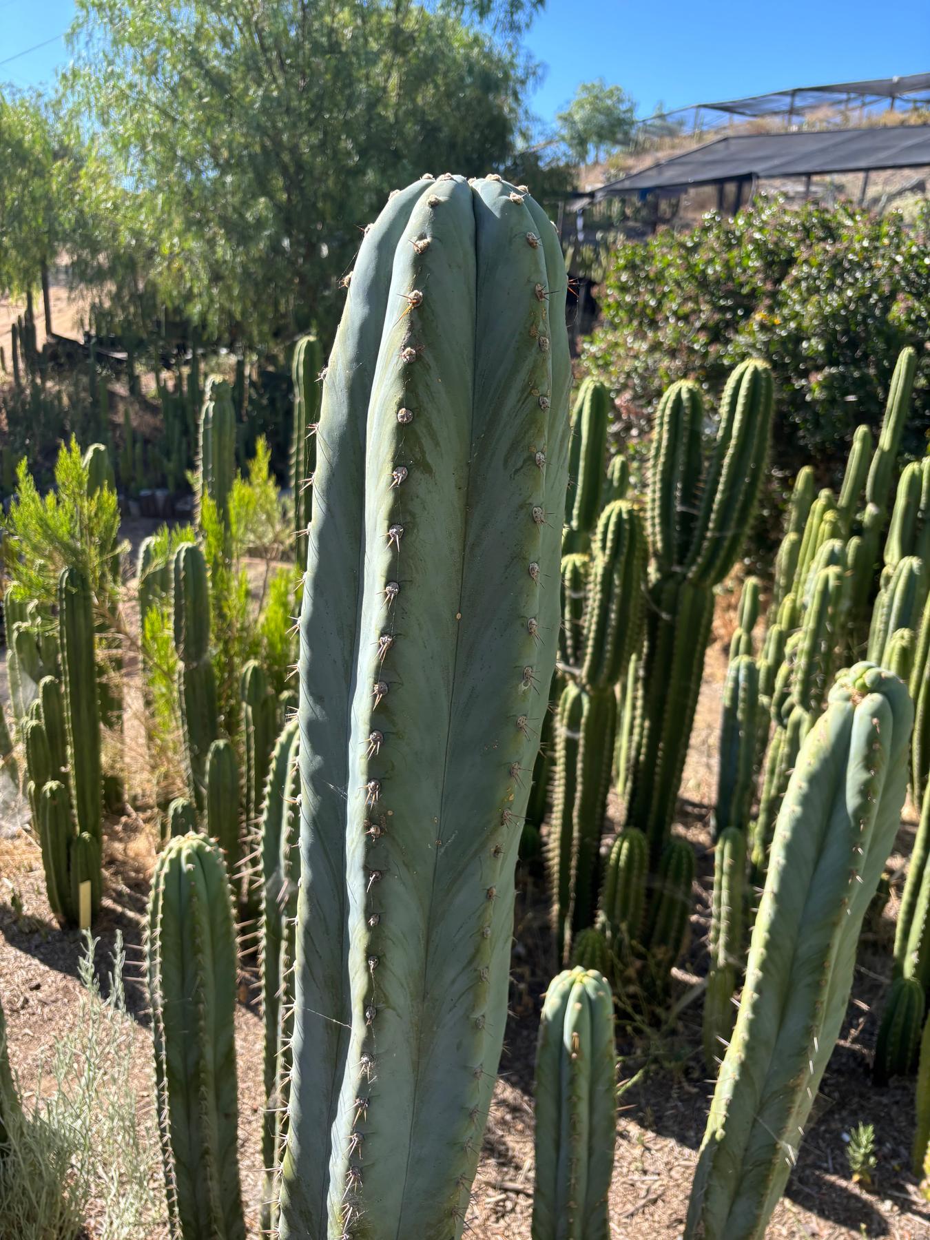 #EC287 EXACT Trichocereus Peruvianus TSSBP Peru Cactus Giant 4’ CUTTING 48”-Cactus - Large - Exact-The Succulent Source