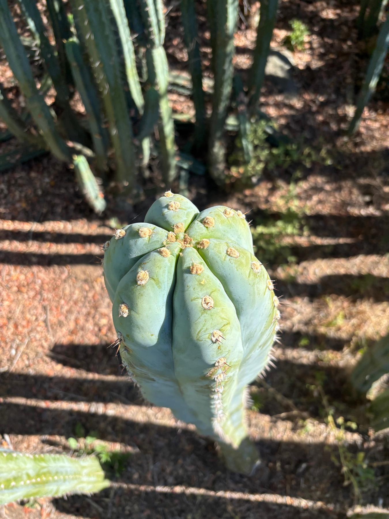 #EC287 EXACT Trichocereus Peruvianus TSSBP Peru Cactus Giant 4’ CUTTING 48”-Cactus - Large - Exact-The Succulent Source