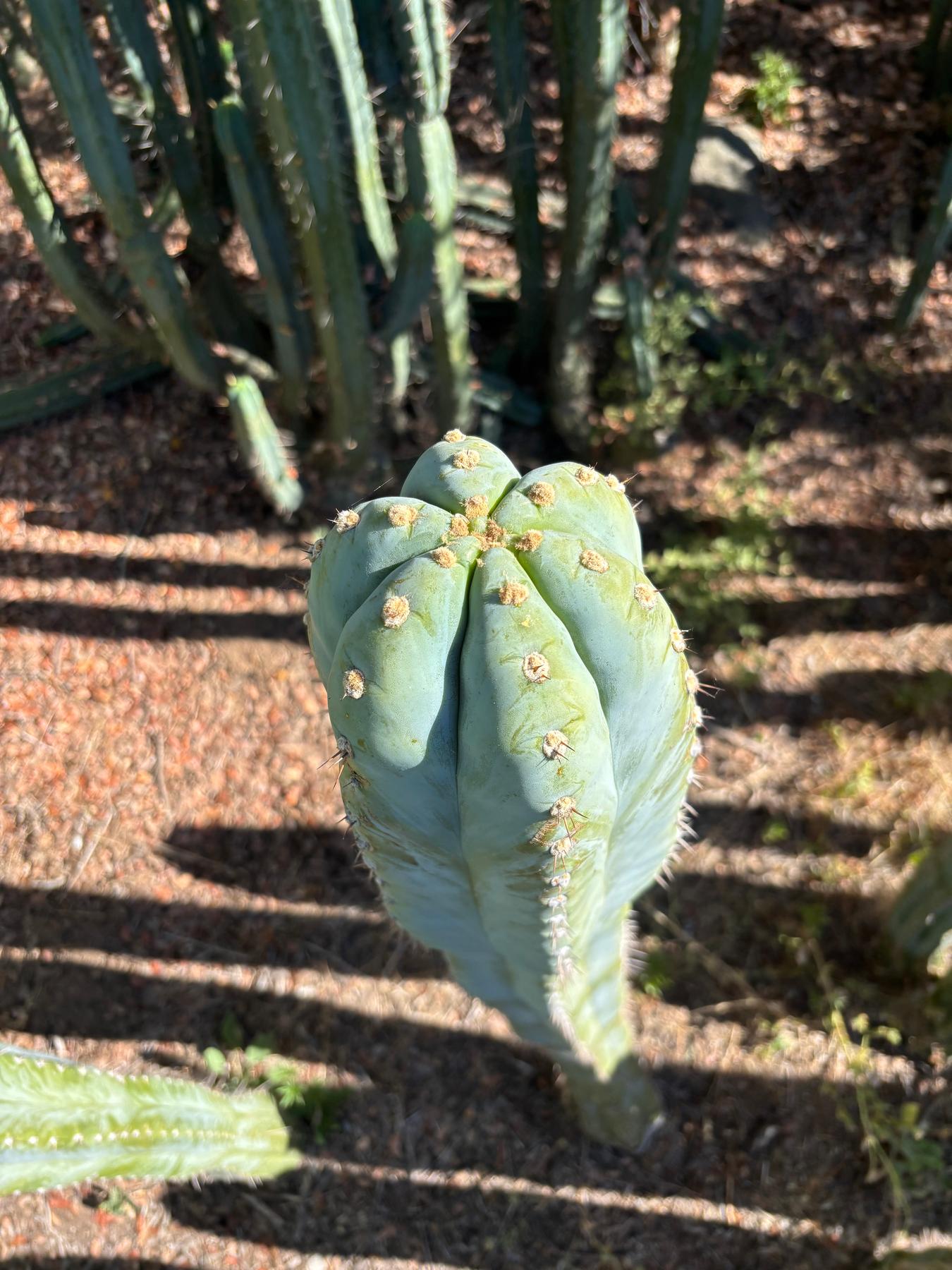 #EC287 EXACT Trichocereus Peruvianus TSSBP Peru Cactus Giant 4’ CUTTING 48”-Cactus - Large - Exact-The Succulent Source