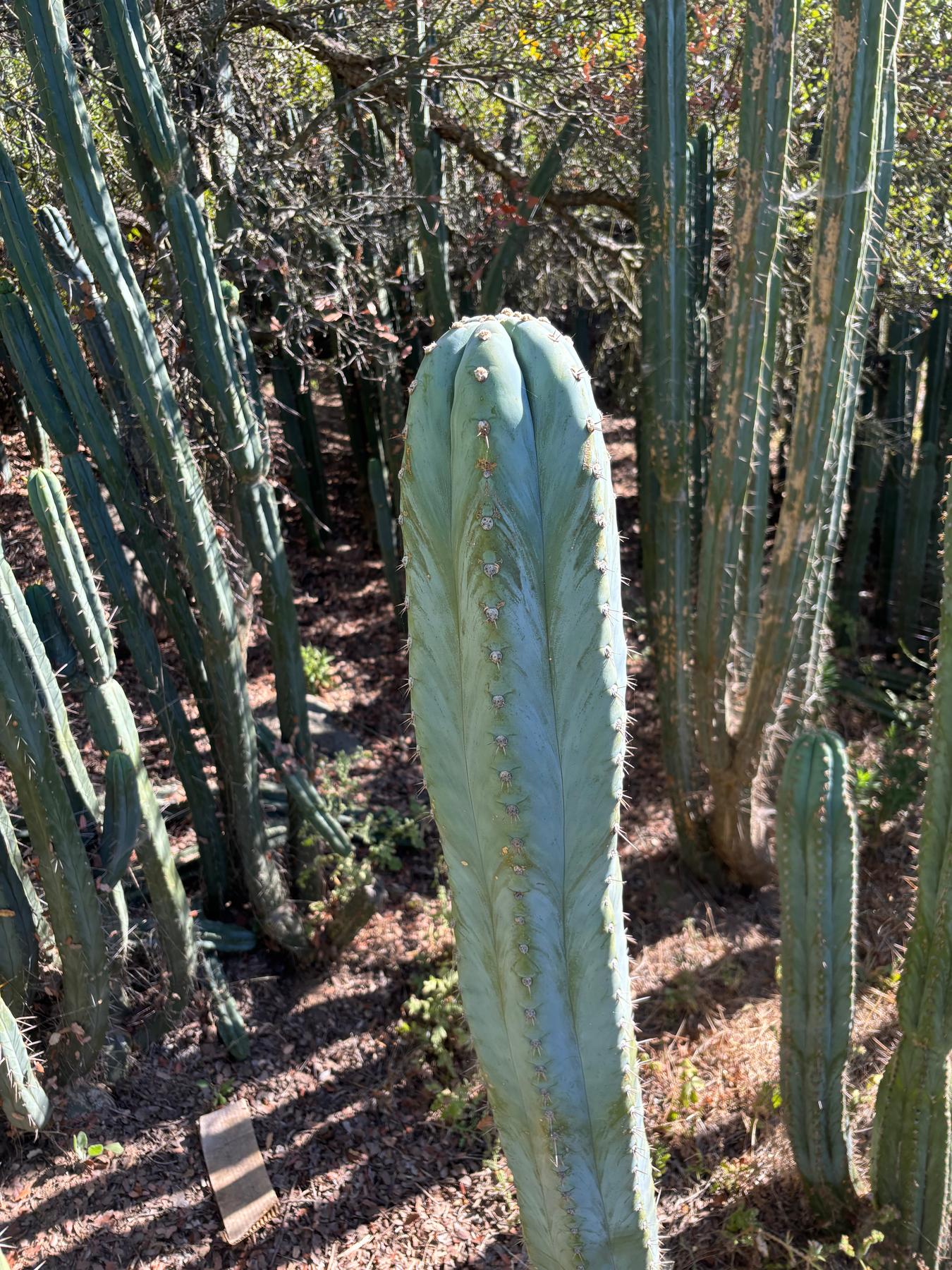 #EC287 EXACT Trichocereus Peruvianus TSSBP Peru Cactus Giant 4’ CUTTING 48”-Cactus - Large - Exact-The Succulent Source