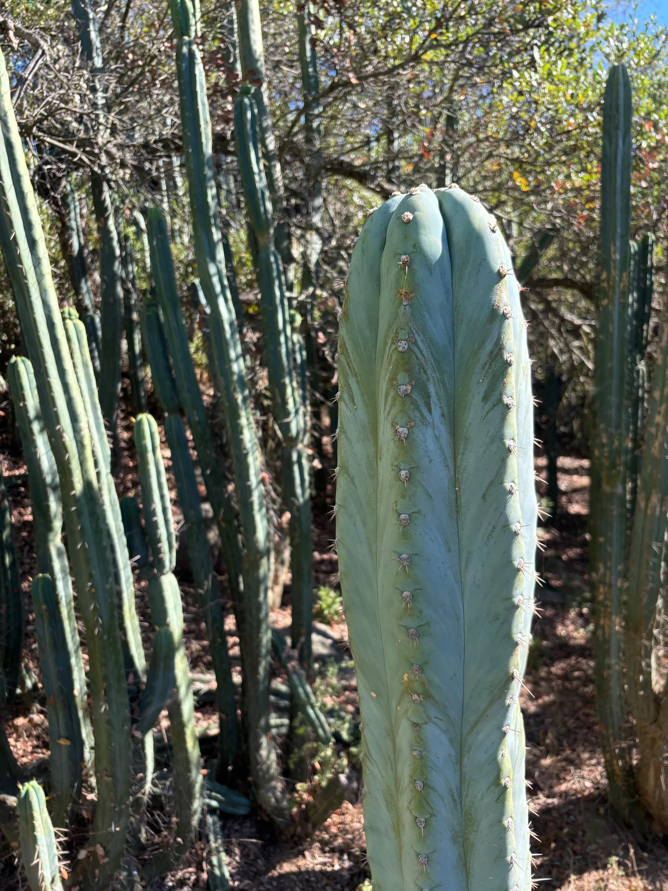 #EC287 EXACT Trichocereus Peruvianus TSSBP Peru Cactus Giant 4’ CUTTING 48”-Cactus - Large - Exact-The Succulent Source
