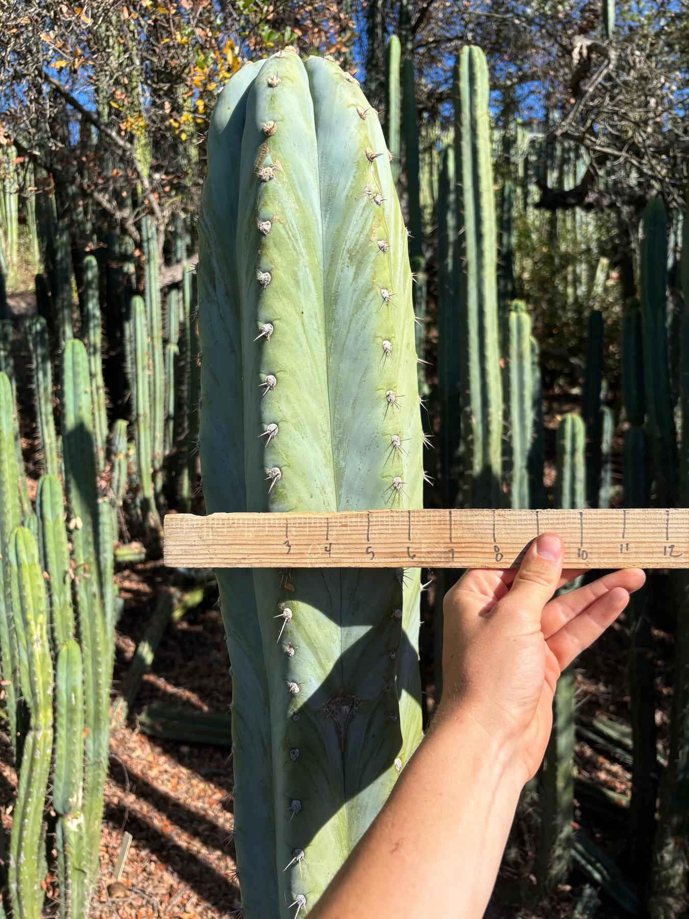 #EC287 EXACT Trichocereus Peruvianus TSSBP Peru Cactus Giant 4’ CUTTING 48”-Cactus - Large - Exact-The Succulent Source
